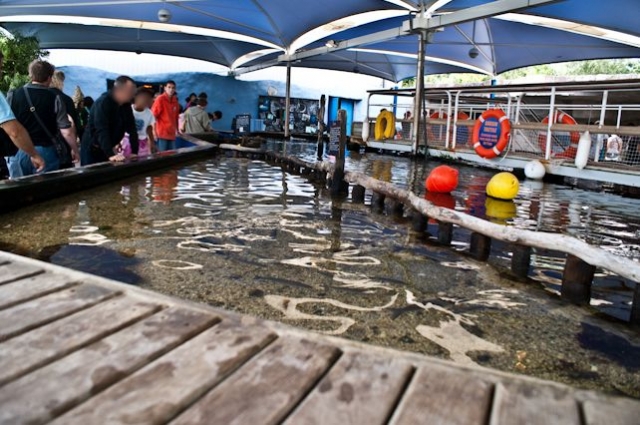  La alberca del tacto 